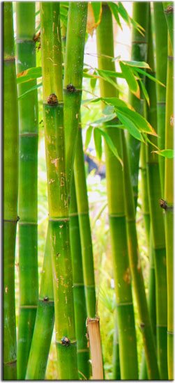 naklejka bambusy