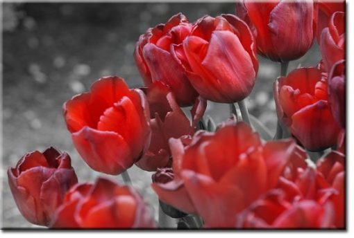 fototapety tulipany