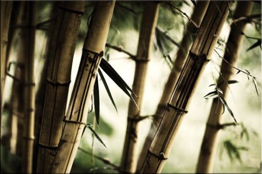 wzór bambusa