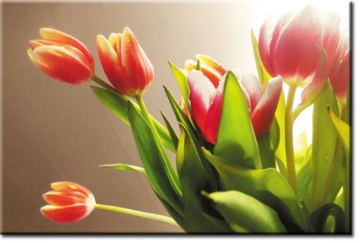 tulipany foto-tapeta