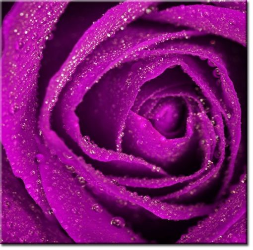 tapeta fioletowa róża
