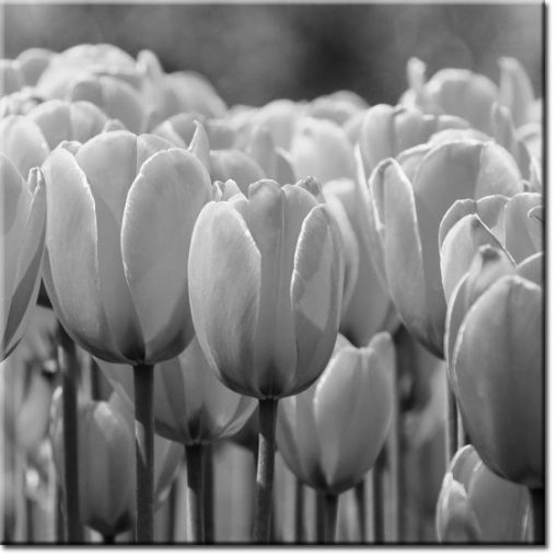 fototapety tulipany