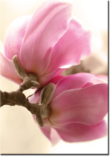 obrazy z magnolią
