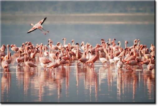 obrazy z flamingami