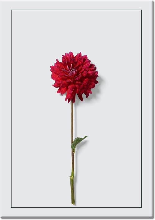 Plakat z czerwonym kwiatem w ramie