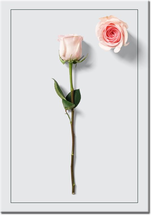 Plakat z różą
