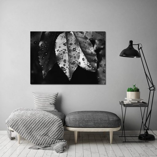 czarno-białe liście z kroplami