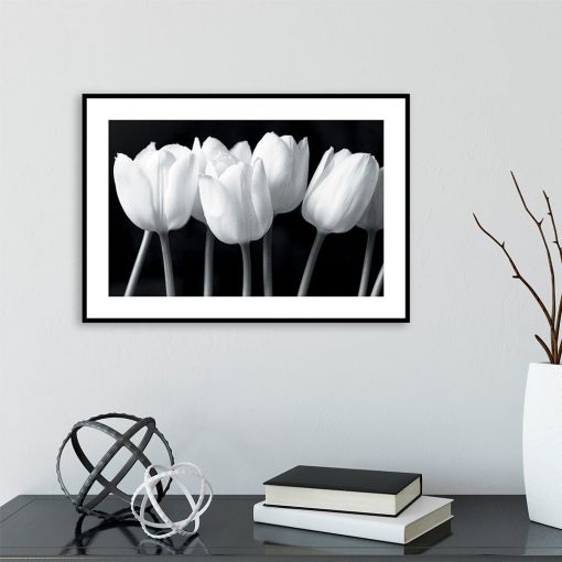 Plakat białe tulipany
