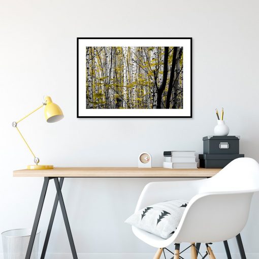 plakat z brzozowym lasem do salonu