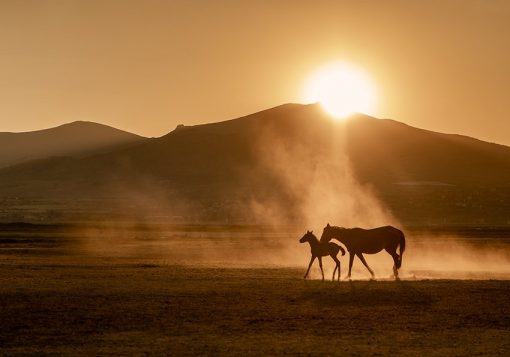 Tapeta konie i pustynia