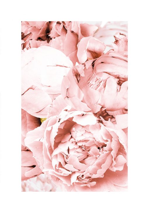 plakat różowy z kwiatami