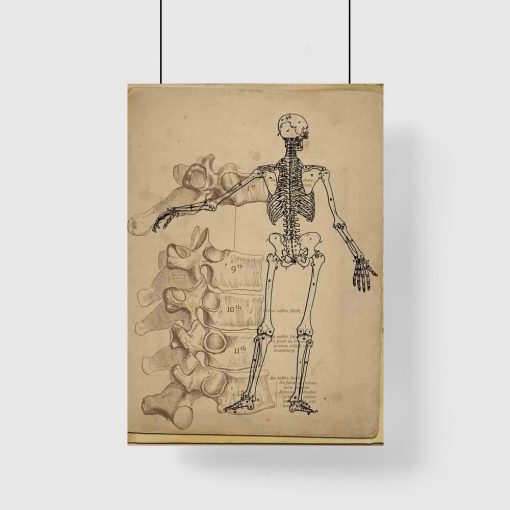 Plakat ze szkieletem dla fizjoterapeuty