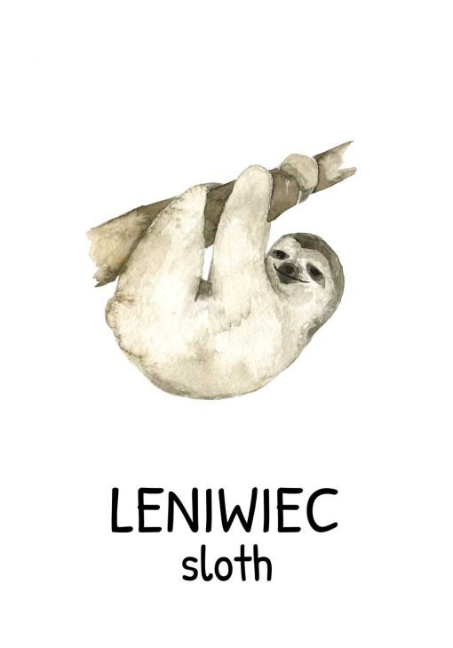 leniwiec na gałęzi - plakat dla dzieci