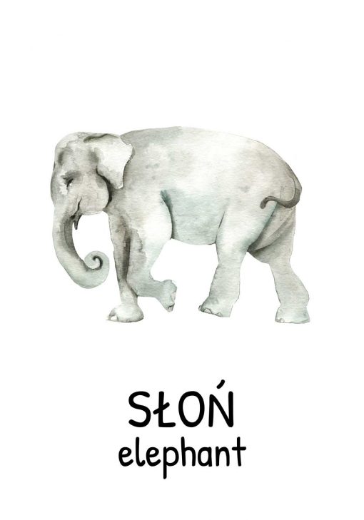Plakat edukacyjny ze słoniem