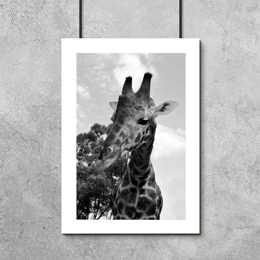 Plakaty w szarościach z żyrafą
