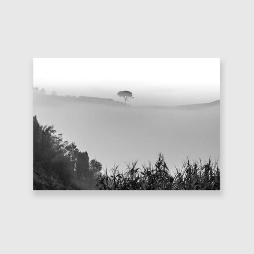 Obraz drzewo we mgle