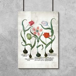 Czerwone tulipany - Plakat dla botanika do przedpokoju