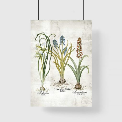 Edukacyjny plakat botaniczny z narcyzem na przedpokój