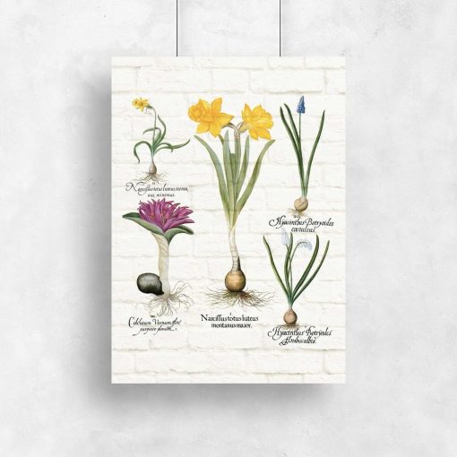 Kwiatowy plakat - Szafirek drobnokwiatowy biały na przedpokój