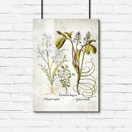 Plakat botaniczny - Plumeria do biura