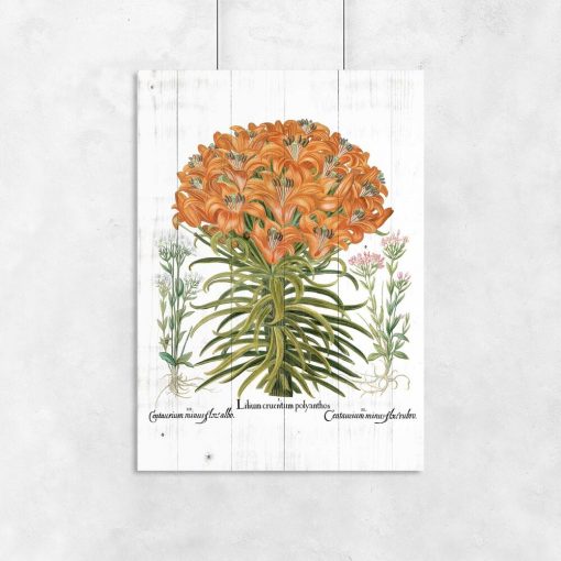Plakat botaniczny z lilią pomarańczową do biura