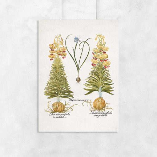 Plakat z motywem kwiatów i ich cebul