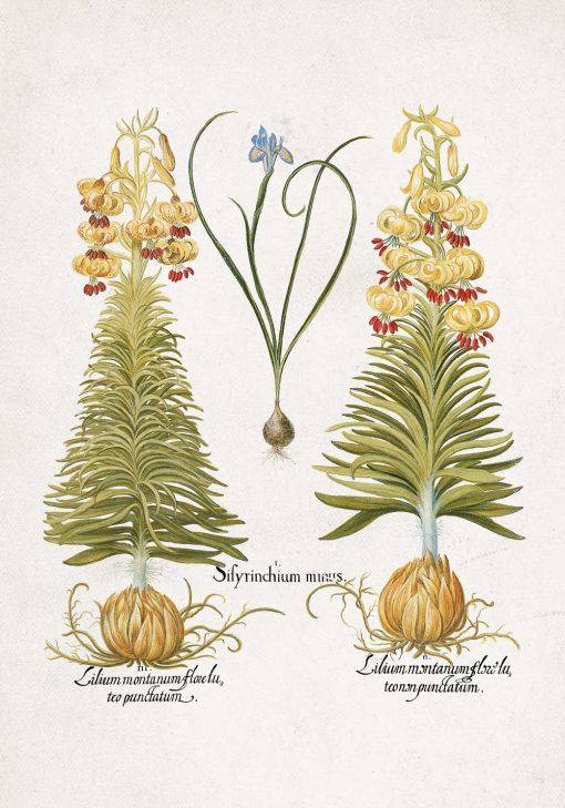 Plakat z nazwami łacińskimi kwiatów