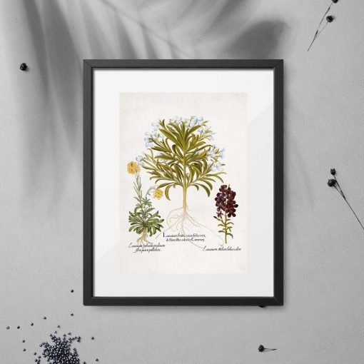 Plakat z roślinami leczniczymi
