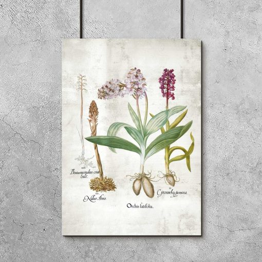 Plakat z roślinami z rodziny storczyków