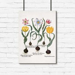 Plakaty z tulipanami i nazwami gatunkowymi