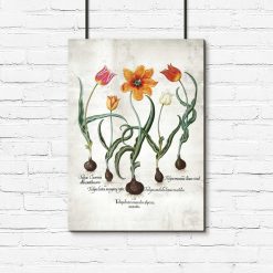 Płomienne tulipany - Plakat z łacińskimi nazwami do gabinetu