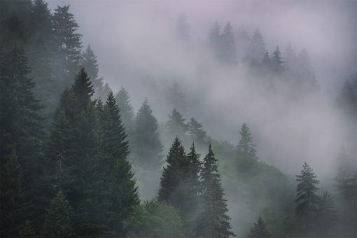 Tapeta z drzewami we mgle